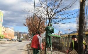  / Orezivanje aleja i drvoreda u novogradskim ulicama i trgovima, FOTO: KJKP Rad